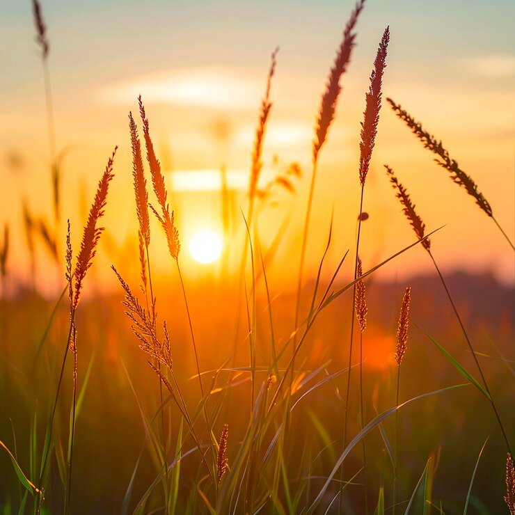 grass-with-warm-sunset-background_1021406-1922