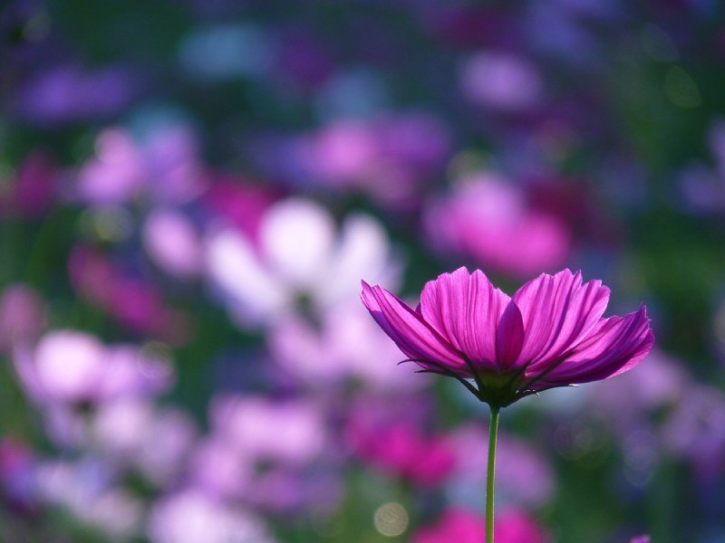 Selective focus shot of pink garden cosmos flower